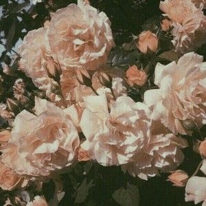 Meet your Posher, Isabella